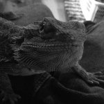 Walter - @walter_the_dragon - Instagram