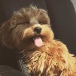 Walter Drake - @waltipoo4 - Instagram