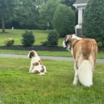 Dudley & Walter - @dudleyandwalter - Instagram