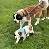 Dudley & Walter - @dudley.and.walter - TikTok