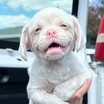 Sir Walter Dudley House of Falcor - @indubitably_sirwdf - Instagram
