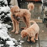 Walter & Dudley - @walteranddudley - Instagram