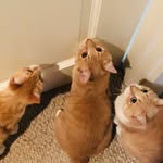 Walter , Dudley, Mamma Sienna and Monty - @walter_dudley1 - Instagram