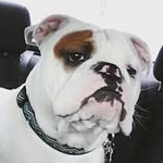 Walter Dudley the Bulldog - @walterdudley_englishbulldog - Instagram
