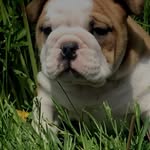 walter vents dudley johnson - @walterjohnson_thebulldog - Instagram
