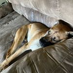 Rocco - @rocco_walter_duffy - Instagram