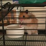 Walter Jr Duffy - @hamham_waltjr - Instagram