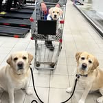 @walter_harvey_dutton_labradors - Instagram