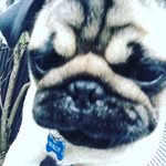 Walter Dyer - @wally_dyer_puggy - Instagram