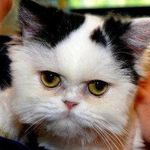 Walter Eisenmeower - @waltereisenmeower - Instagram