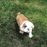 Walter & Chandler the English Bulldogs 🐾 - @walterenglishbulldog - Instagram