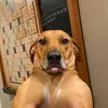 walter 🌭 - @walter_the_ridge - TikTok