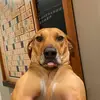 walter 🌭 - @walter_the_ridge - TikTok