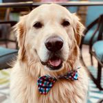 Farley Walter, aka F.W. - @farley_walter_the_golden_boy - Instagram