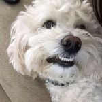 Walter Farley - @walter_thedog - Instagram