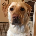 Walter Fields - @itswalterthelab - Instagram