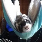 Walter Fitzgerald ❤️ - @walter_the_weasel - Instagram