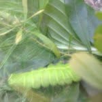 Walter Gale - @walterthecaterpillar - Instagram