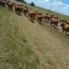walter galvan - @walter.galvan33 - TikTok