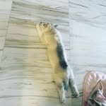 Walter - @walter_gangster - Instagram