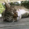 waltergibbs - @waltergibbz - TikTok