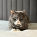 Walter Grey - @walter_whitesocks - Instagram