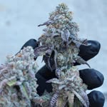 Walter Grey - @lets_toke_loud - Instagram