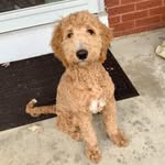 Walter Grey - @waltergreygarvey - Instagram