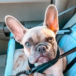 WALTER GREY || FRENCH BULLDOG - @waltergreythefrenchie - Instagram