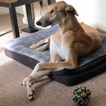 Walter Grey Hound - @waltergreyhound - Instagram