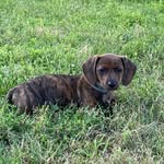 Walter Grey Nance - @waltergreythedachshund - Instagram