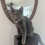Walter the Grey - @walter.the.grey - Instagram