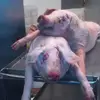 Walter Hambrick - @walter.hambrick - TikTok