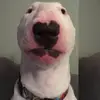jaksonrooker - @walterthehandsomdog - TikTok