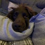 𝙒𝙖𝙡𝙩𝙚𝙧 𝙃𝙖𝙧𝙙𝙮 - @walter.cockerspaniel - Instagram