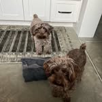 HARLEY + WALTER - @harleyandwalter - Instagram