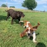 Harley and Walter - @harley_walter_ - Instagram