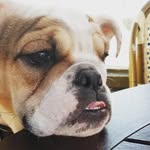 Miss Harley & Mr. Walter White - @walter.and.harley.the.bulldogs - Instagram