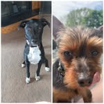 walter & harley - @walter.and.harley - Instagram