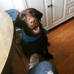 Walter & Harley - @wallythechocolatelabrador - Instagram