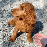 Walter Dean Harrison - @walterharrison_thepoodle - Instagram