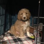 Walter Harrison - @walter_harrisonthegoldendoodle - Instagram