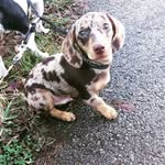 Walter Harrison - @sirwalterthesausagedog - Instagram