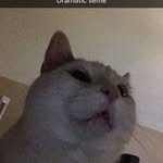 Walter Hewitt-Thede - @walter_the_cat19 - Instagram