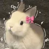 *ੈ✩‧₊˚ Walter 🐇🤍 - @husky6683 - TikTok
