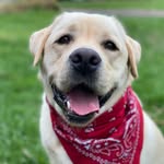 Walter Billie Hudson 🩵 - @walter_the_yellow_lab - Instagram
