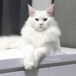 Ice Walter - @ice.walter - Instagram