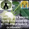 Walter Jacinto - @walter.jacinto12 - TikTok