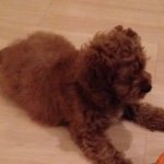 Walter George Janssen🐶 - @walter_janssen - Instagram