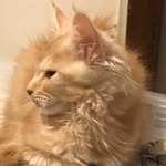 Walter Cervin - @walter_wh_jolly_tails - Instagram